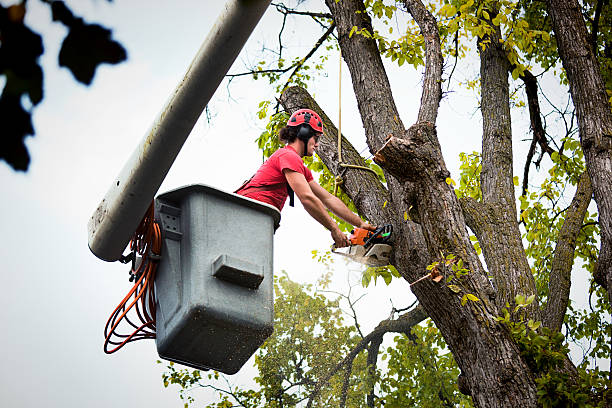 Best Root Management and Removal  in Mariposa, CA