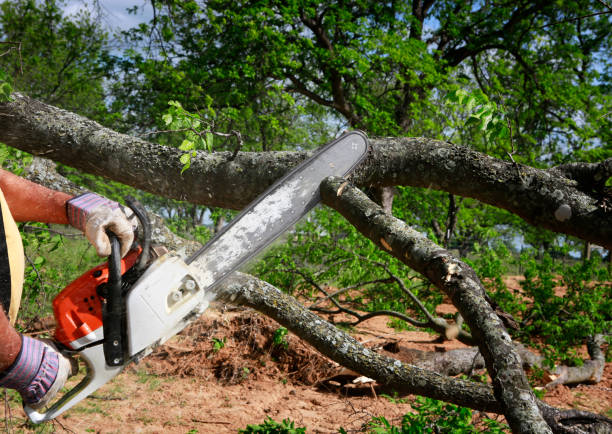 Why Choose Our Tree Removal Services in Mariposa, CA?